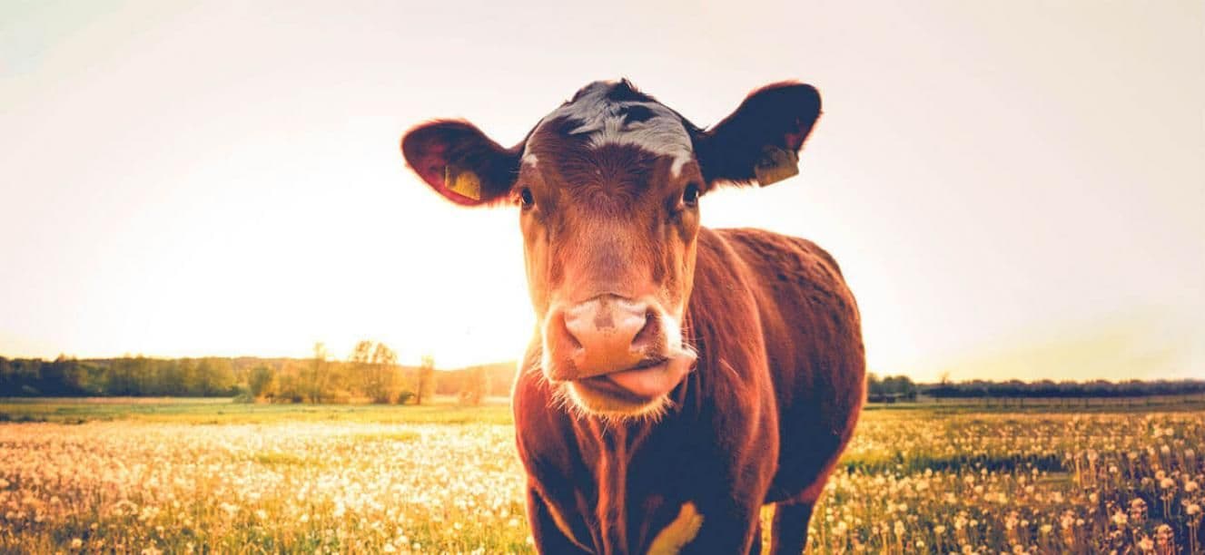 Ganadería sostenible