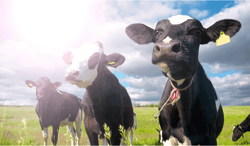 Ganadería sostenible