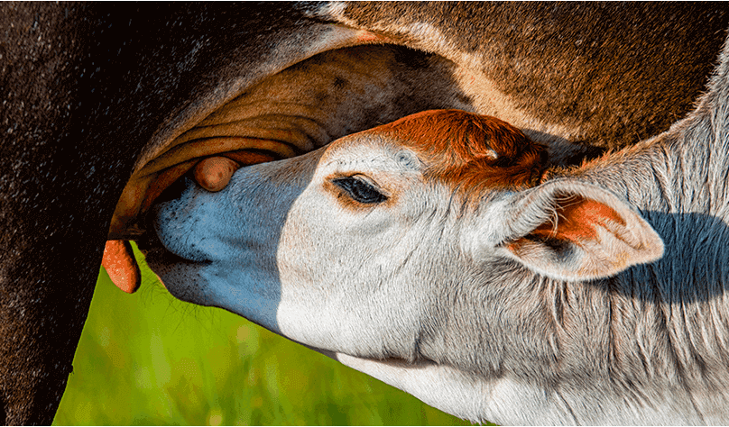 Ganadería sostenible